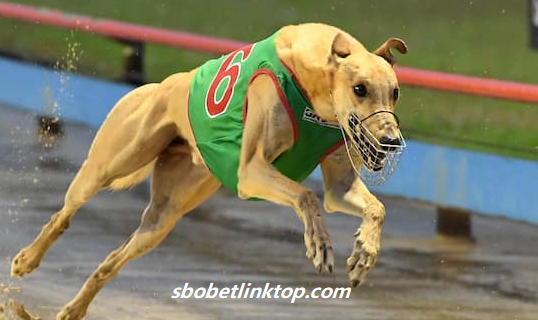 Trò chơi đua chó